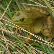 Eastern Nets group members found a green frog on Liadsay Marsh